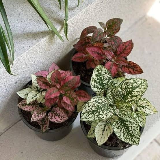 Mphmi Nursery Delhi Indoor Plants Polka Dot Plant, Hypoestes - Plant