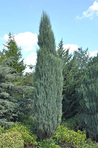 Juniperus virginiana 'Blue Arrow' 40–60 cm – Winterhart, Immergrün, Pflegeleicht – Raketen-Wacholder – Heckenpflanze für Garten & Sichtschutz