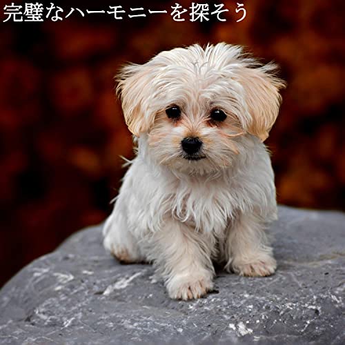 Amazon Music Coffee House Chill Out Relax, Klassischer Jazzの完璧なハーモニーを