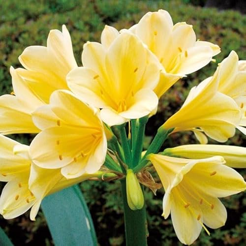 ラン・山野草 君子蘭 黄花君子蘭(充実株) 1株 / 国華園 25年秋商品のサムネイル