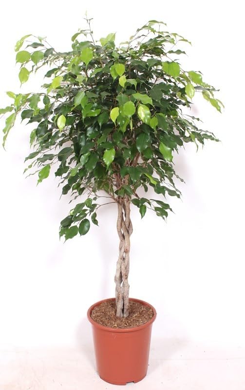 Birkenfeige Ficus Benjamina Exotica Stämmchen 120 cm – Pflegeleichte Zimmerpflanze für Zuhause – Dekorative Grünpflanze, Ideal für Wohnzimmer & Büro – Luftreinigend & Robust