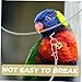 VERDANVERSE 1set Parrot Neck Collar with Chain Bird Training Tool for Outdoor Adventures and Comfortable Bird Leash for Parrots and Parakeets