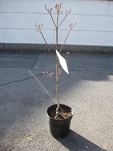 Amazon.co.jp: ハナミズキ ハナミズキ苗木 (ピンク花) : DIY・工具