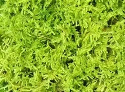 Amazon｜ハイゴケ（這苔）【天然無農薬】1セット｜観葉植物