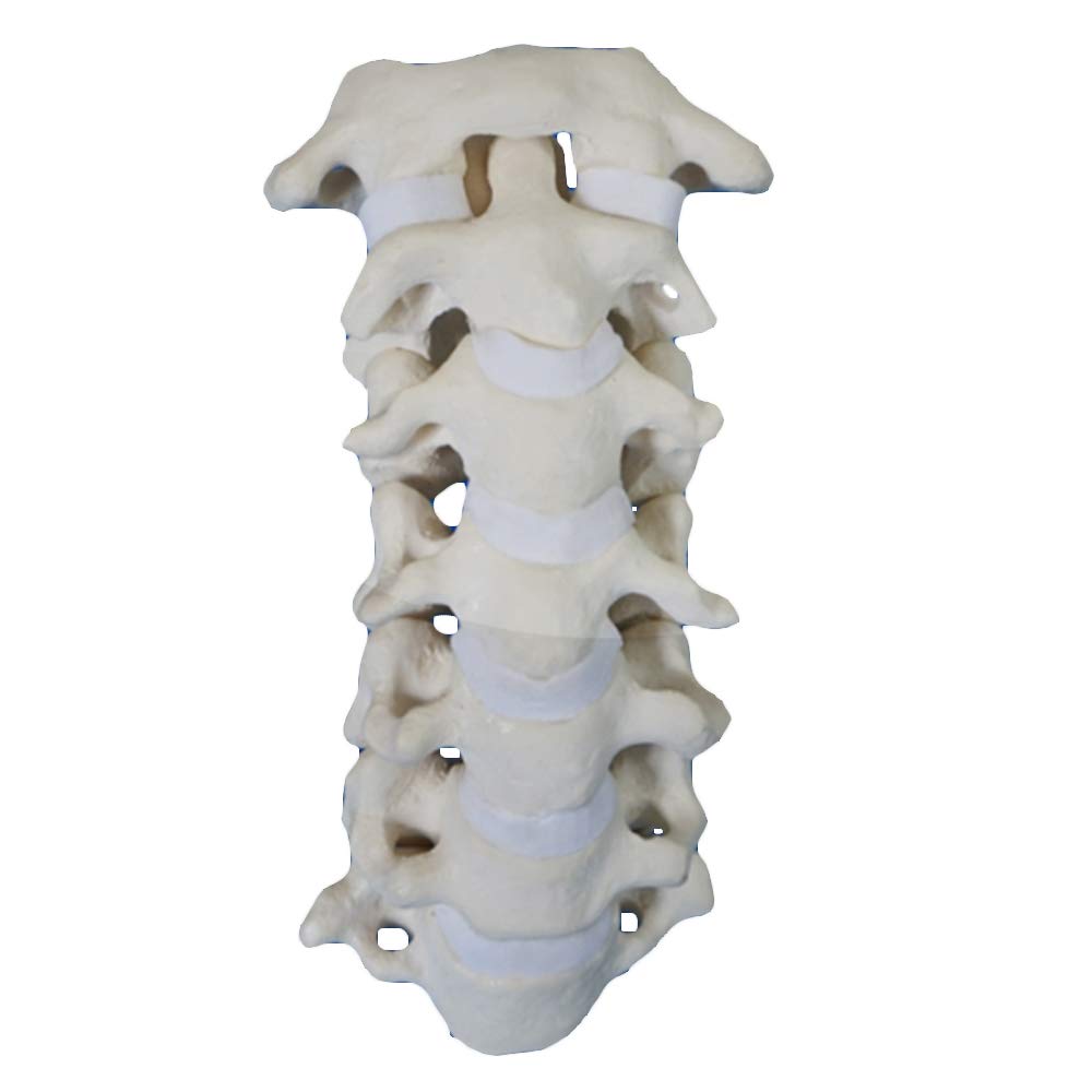 Sjdopulse Cervical Spine Model - Human Skeleton Bone Anatomy Model Medical Anatomical Spine Model - High Simulation Human Bone Model - For Study Display Medical Teaching Model