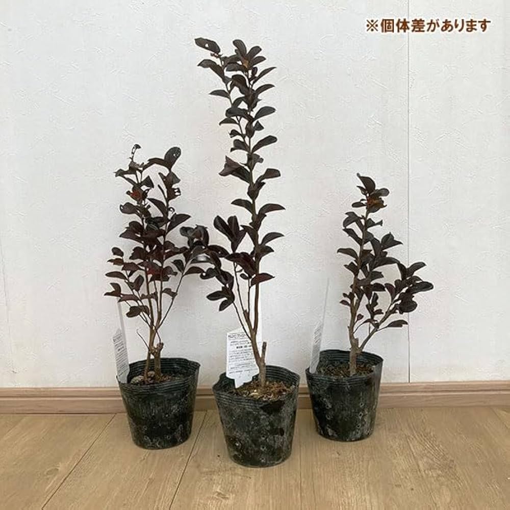 Amazon.co.jp: サルスベリ（百日紅）：ブラックパール