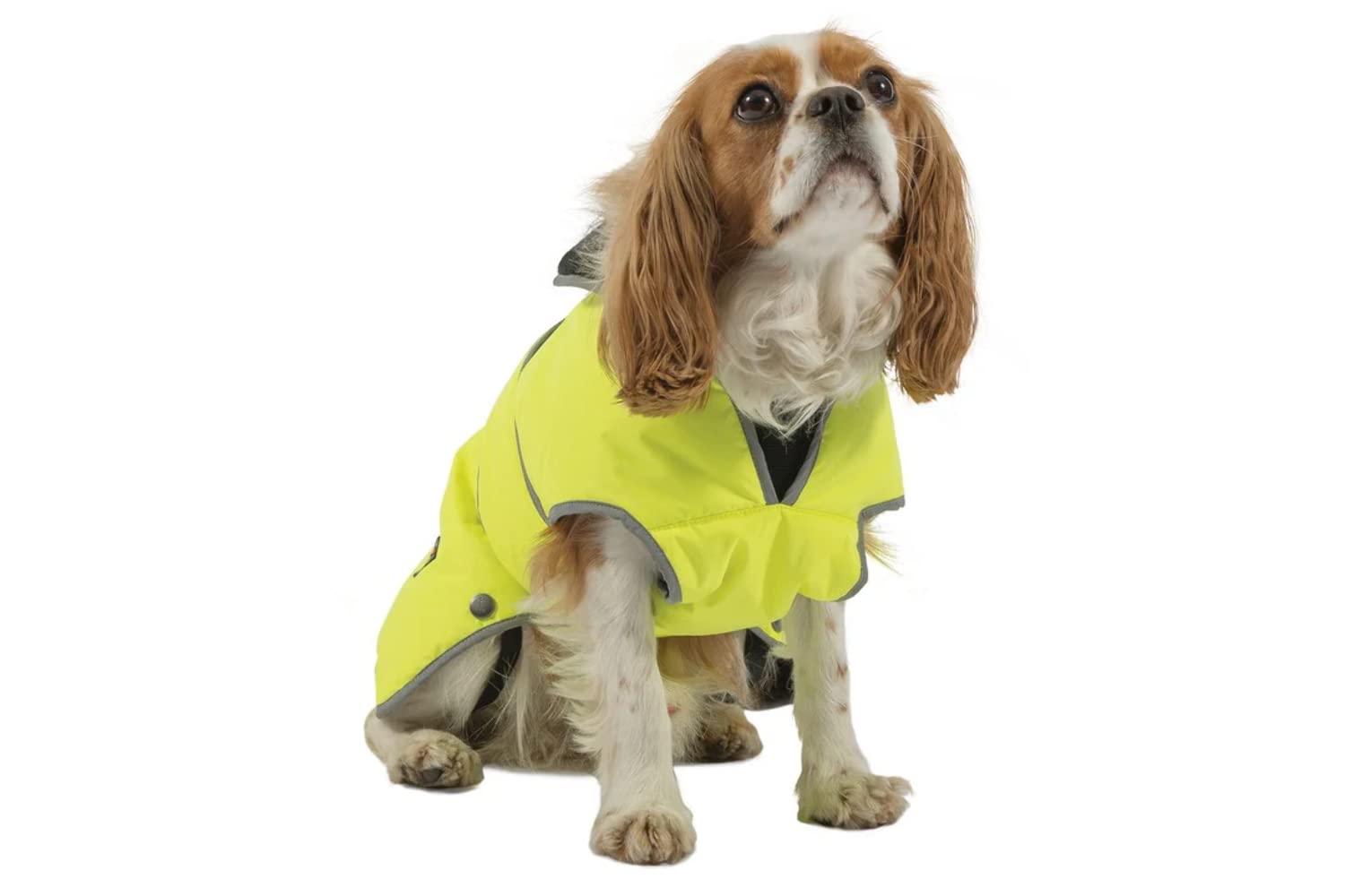Manteau haute visibilité pour chien Ancol Muddy Paws Stormguard S
