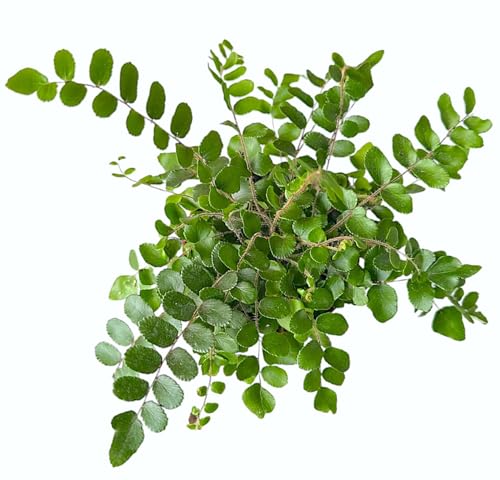 Button Fern, Live Indoor Plant, Pet-Friendly, Easy Care and Easy to Grow Houseplant, Air Purifying Plant, 4 inch Pot - Hopewind Plants Shop