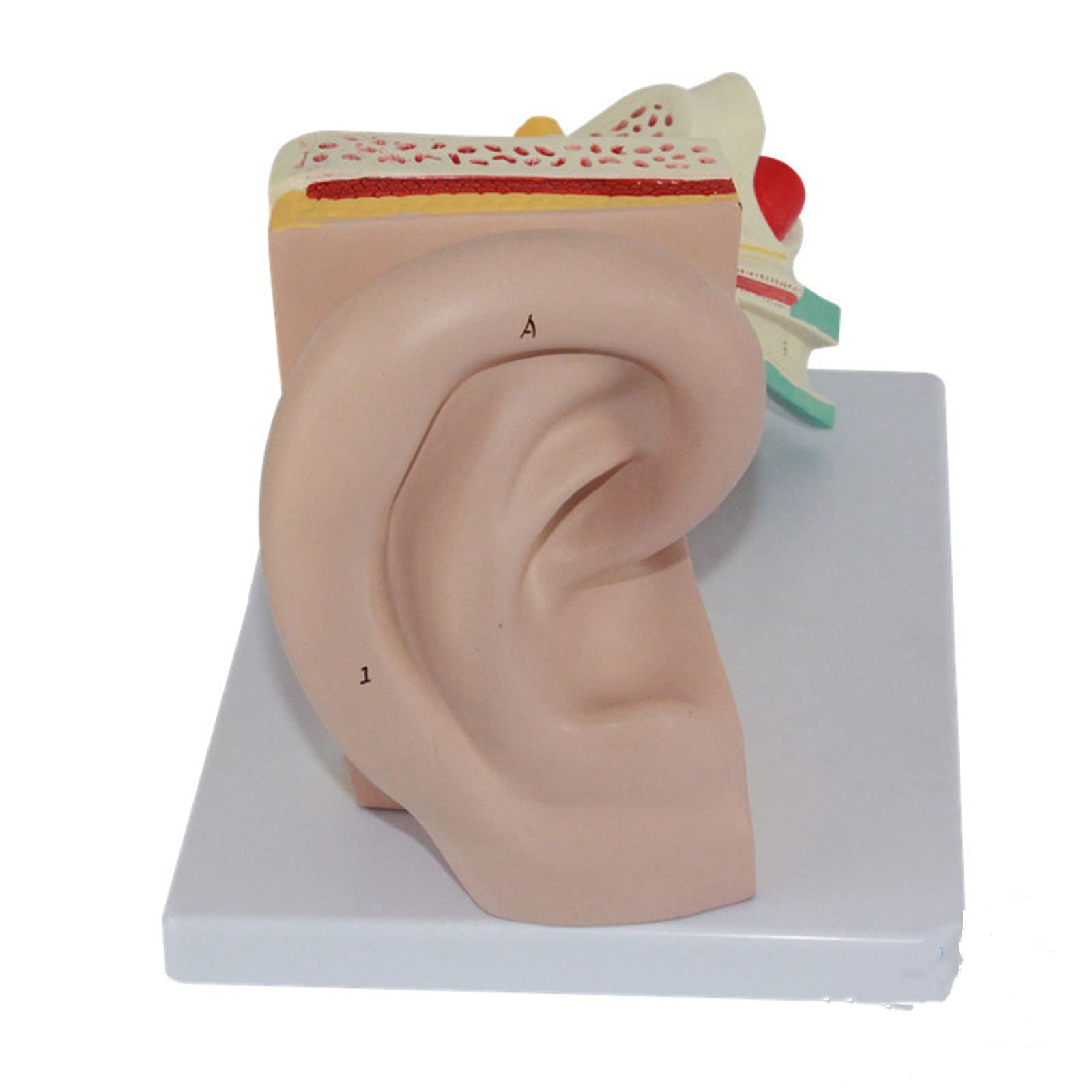 Amazon.co.jp: 人体模型人耳模型教育模型人耳解剖拡大模型分解可能模型