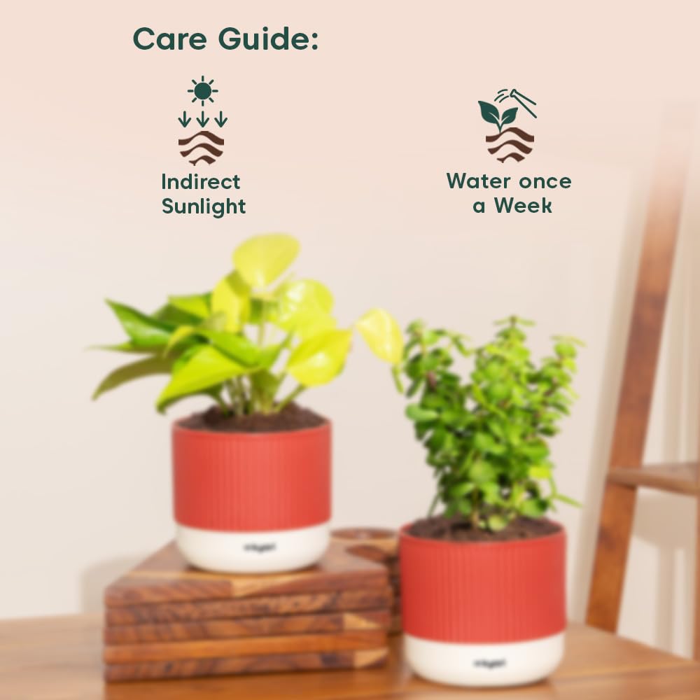 Lucky Jade & Golden Money Plants - Self Watering Pots -5