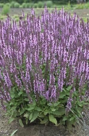 3 'May Night' Meadow Sage/Salvia Nemorosa in 4 Inch Pots