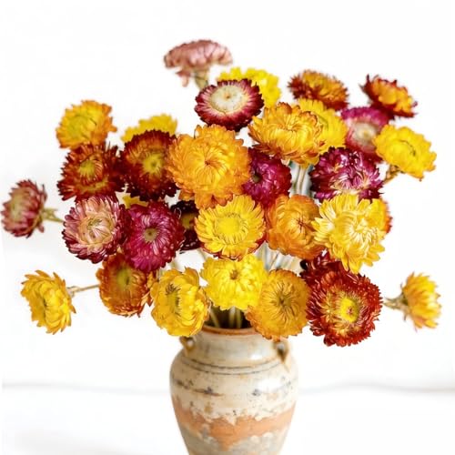 Ramo de 30 Flores Secas Naturales Margaritas miniatura 1