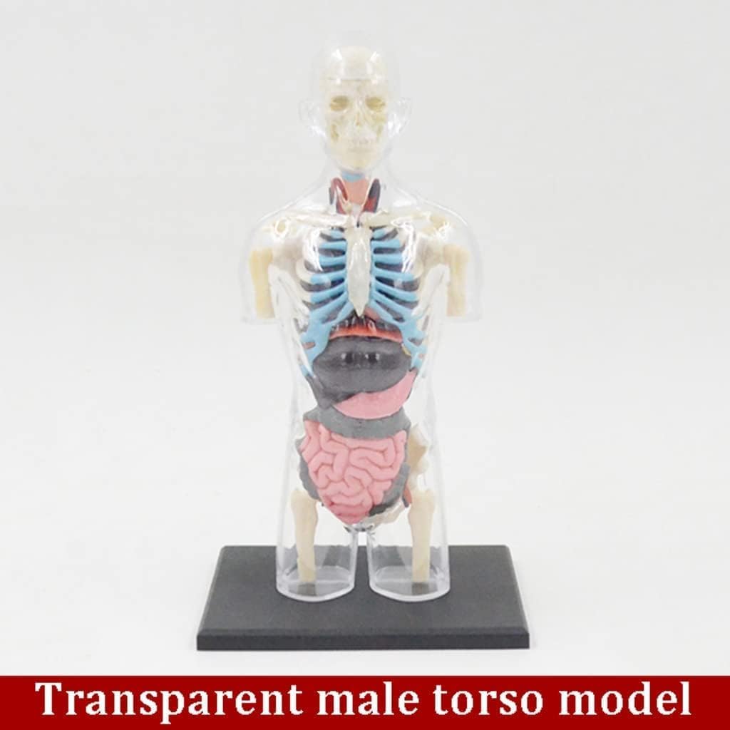 Modelo de Cuerpo Humano de Busto Masculino Transparente, Modelo de anatomía del Cuerpo del Torso Humano, 37 Piezas extraíbles, Modelo de Esqueleto para Aprender
