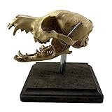 Asylum Zone Vintage Medical Dog Skull Specimen