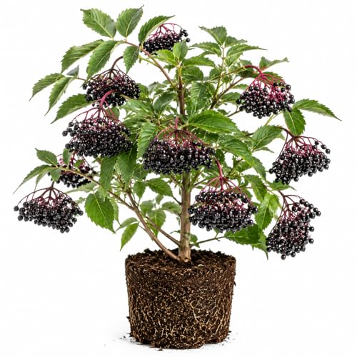 Elderberry Live Plant 6-10 Tall Live Black Elderberry Tree Seedling in Quart Pot Edible Berry Bush for Planting