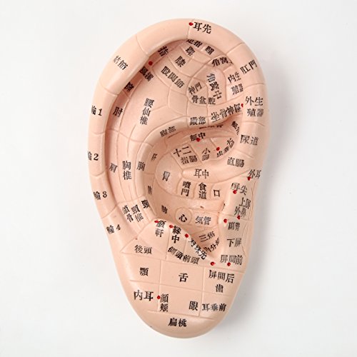 B5:耳つぼ（DVD）学ぶ・臨床48例集本+チャート（ジュエリー必須）プロ