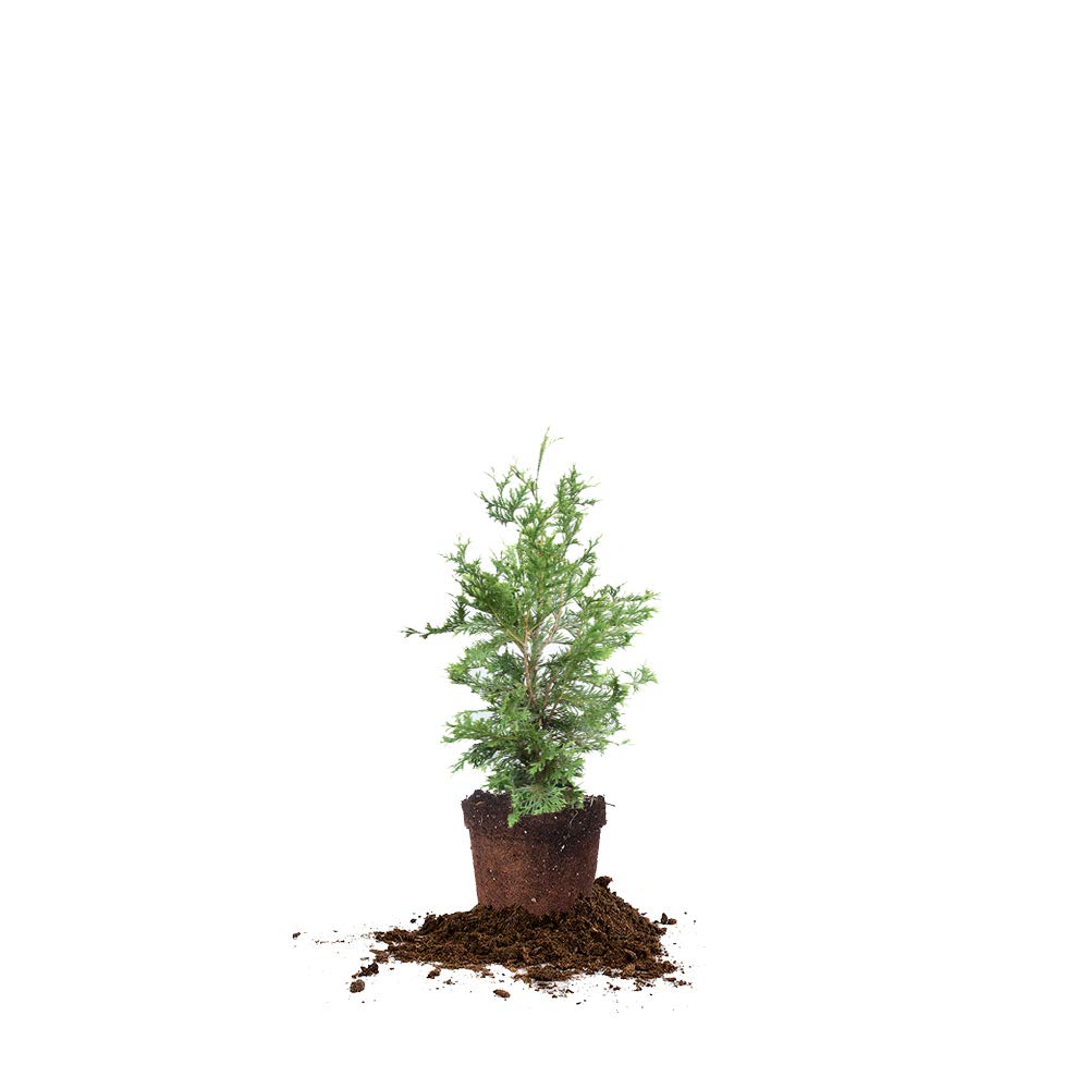 Amazon.com : Perfect Plants Thuja Green Giant 2-3' : Patio, Lawn