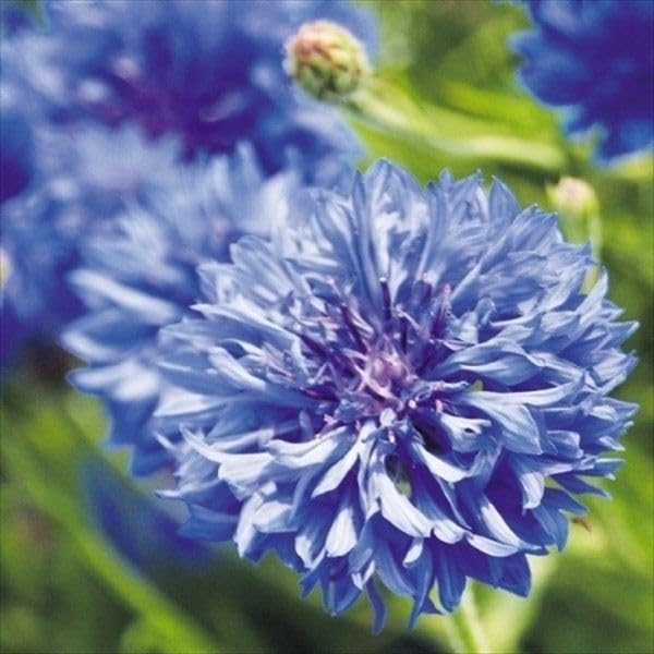 Amazon.co.jp: 種 花たね 矢車草 ブルーボーイ 1袋(500mg Amazon.co.jp: 種 花たね 矢車草 ブルーボーイ 1袋(500mg