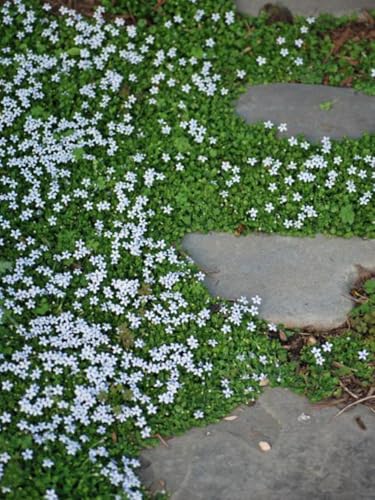 Perennial Farm Marketplace Isotoma fluviatilis (Blue Star Creeper) Groundcover, Size-#1 Container, Bluish Flowers