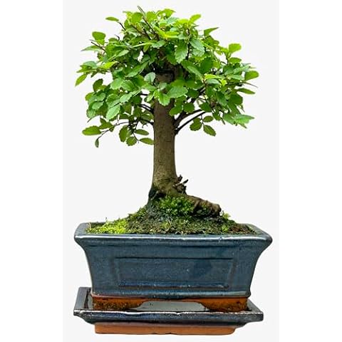 Bonsai Chinese Elm in Ceramic Pot Cover