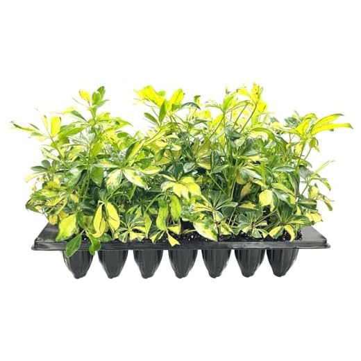 How to care for an umbrella tree houseplant Arboricola Variegated Schefflera Plant