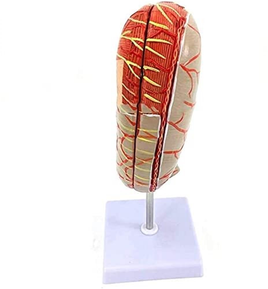 Model anatomii przewodu pokarmowego - szczegółowa replika układu