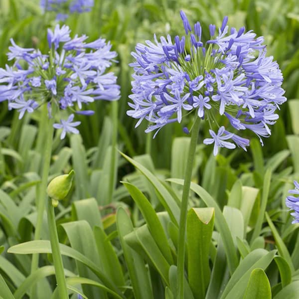 6x Agapanthus 'Peter Pan' – Vaso 9x9 cm – agapanto compatto fioritura blu giardino