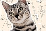 GRAU – das Original – Trockenfutter für Katzen, Geflügel & Lachs mit Superfoods, 1er Pack (1 x 2 kg), glutenfrei, für Erwachsene Katzen