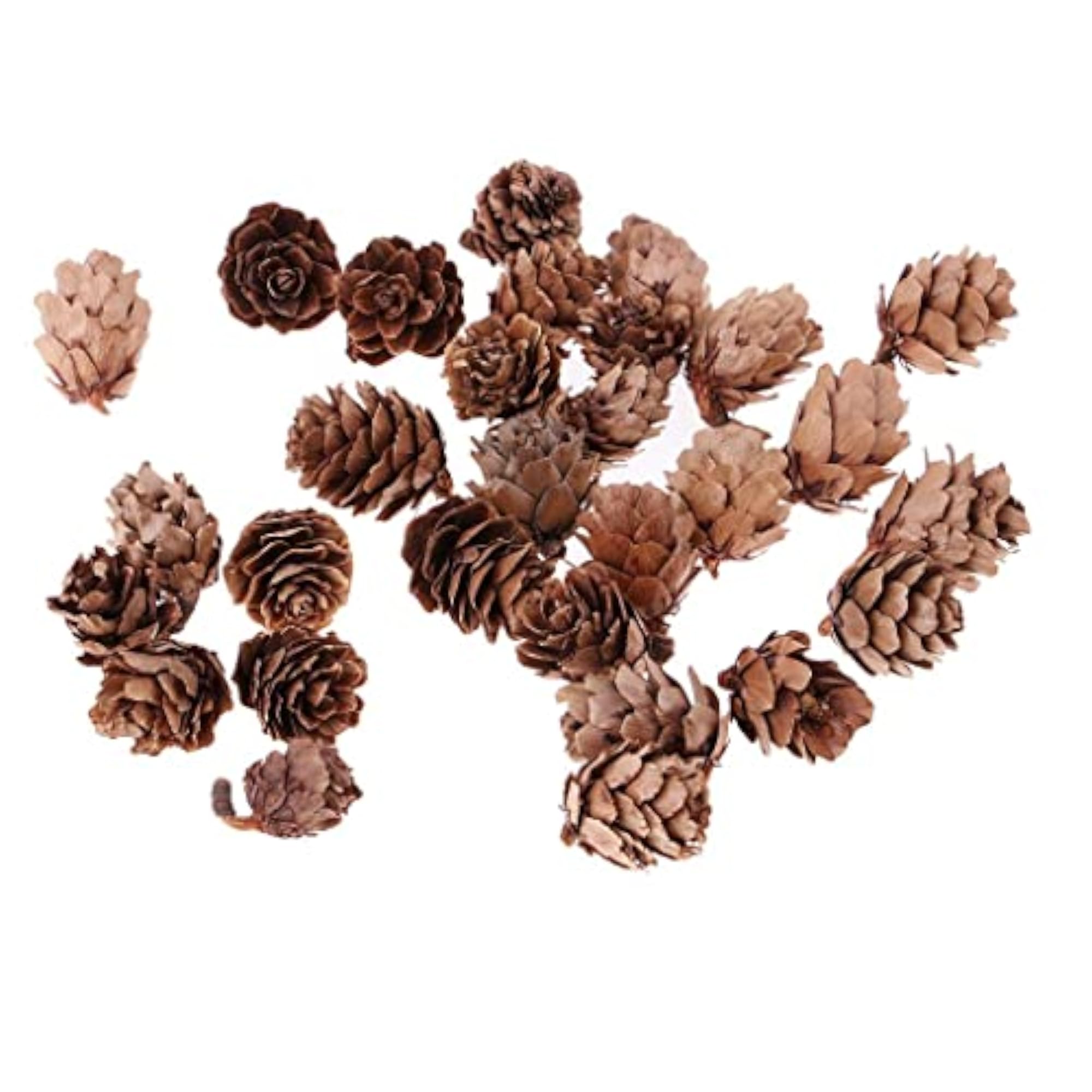 Mini Natural Pine Cones for Retro Photo Shooting Props