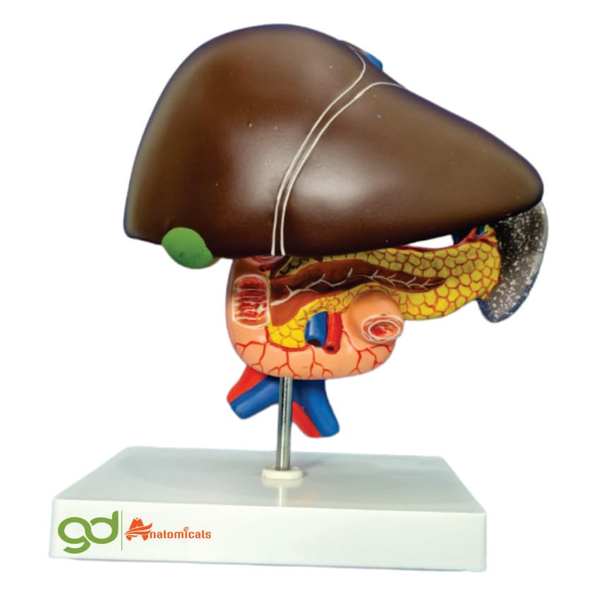 See full amazon price history chart for GD ANATOMICALS® Detailed Lifesize Liver, Pancreas, and Duodenum Anatomical Model - Comprehensive Educational Tool for Medical Students, Gastroenterology Training, and Healthcare Professionals - Realistic 3D Anatomy Model Depicting Key Digestive Orga GD ANATOMICALS® Detailed Lifesize Liver, Pancreas, and Duodenum Anatomical Model - Comprehensive Educational Tool for Medical Students, Gastroenterology Training, and Healthcare Professionals - Realistic 3D Anatomy Model Depicting Key Digestive Orga (B0CDGCLJQD) Amazon Price History, Amazon Price Tracker
