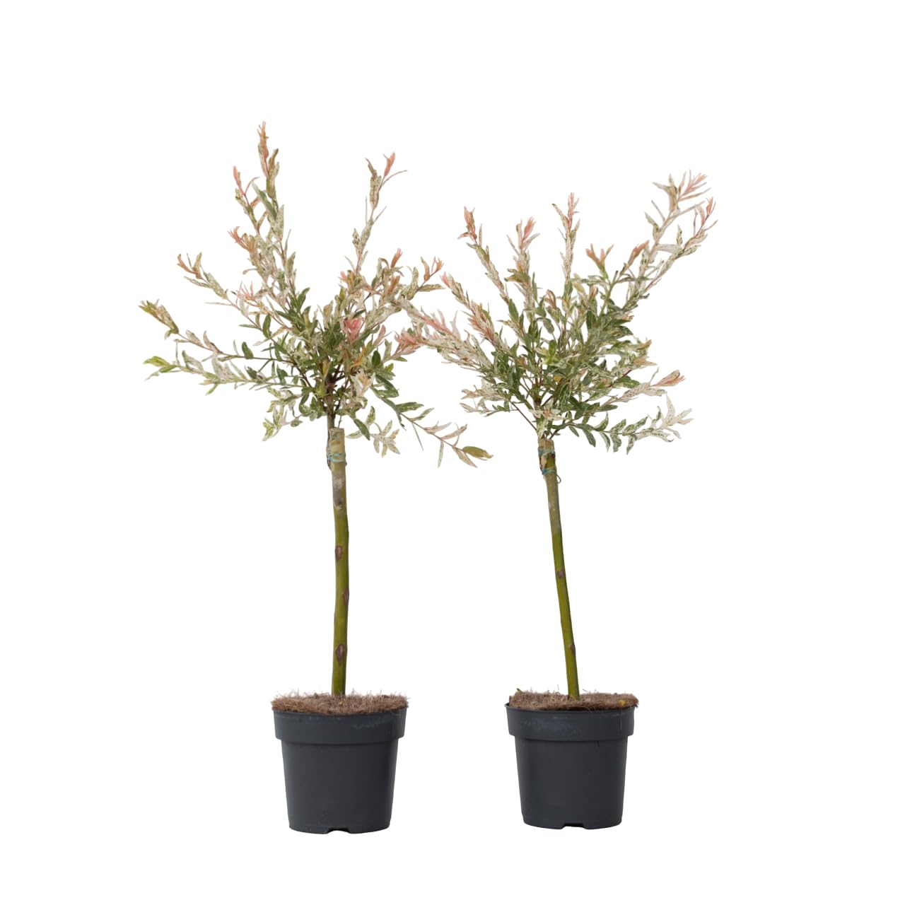 Plant in a Box - Salix integra 'Flamingo' - Set de 2 - Plante exterieur jardin persistant - Saule crevette - Saule panaché - Pot 17cm - Hauteur 60-80cm