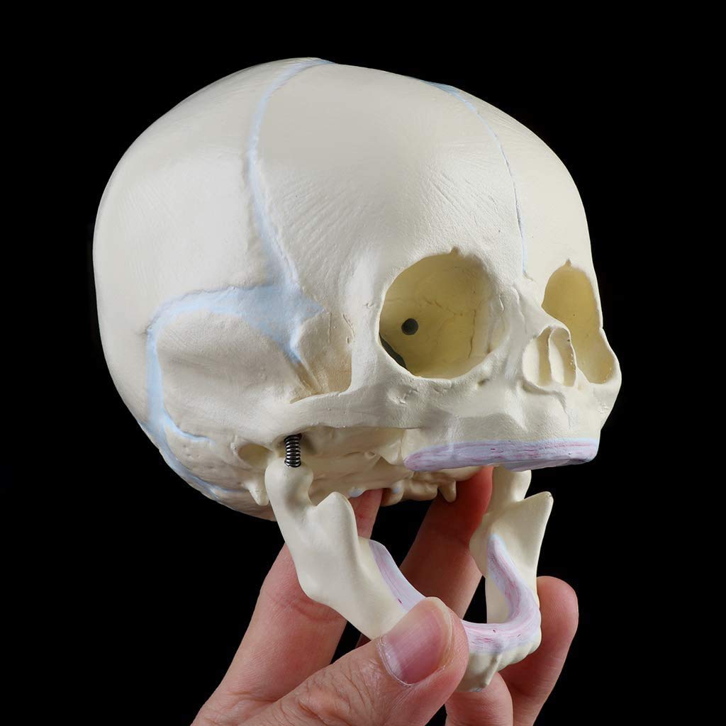 Model Czaszki Niemowlęcej, Anatomiczny Model Kości Czaszki Niemowlęcej, Medyczne Materiały Dydaktyczne, Narzędzia Badawcze I Sprzęt 13 X 10 X 10,5 Cm