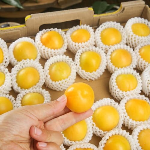 Semillas resistentes de albaricoquero resistentes para jardín, exóticas columnar resistente de jardín interior semillas 3pcs