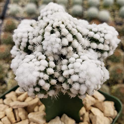 Planet Desert Mammillaria Gracilis Cv. Oruga Grafted Cacti Cactus Succulent Real Live Plant #TOP6