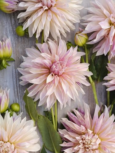 Bulbo di dalia a fiore grande Cafè de Paris | bulbi dalia rosa | LIMITED EDITION | MYPLANTIS.it | Spedito da ITALIA | tuberi di Dalia | NUOVA varietà | Pianta da Giardino