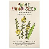 Plant Good Seed Wand Mullein Seeds - Pack of 250, Heirloom Seeds for Planting Herbs, Flowers - Gardening Supplies, Wildflower, Herb Garden, Flower Seeds to Plant Outside - from USA