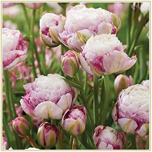 Tulip Bulbs-Romantic purple flowers, wonderful gardening planting flowers, surprise Valentine's Day gifts-10 Bulbi:Seeds only