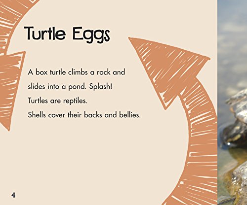 A Turtle's Life Cycle (Explore Life Cycles) #TOP1