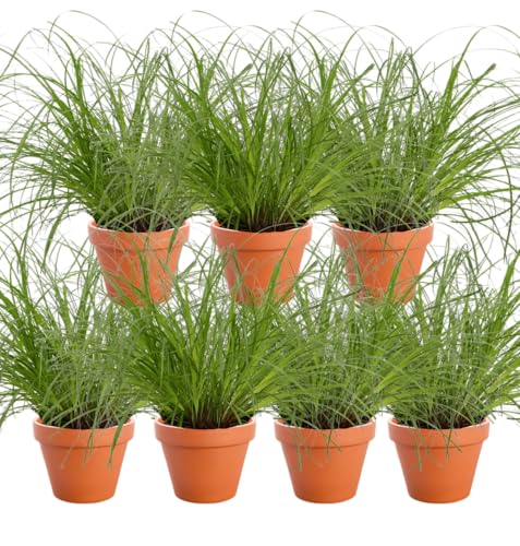 Set de 7 Plantas “Hierba Gatera”, +/- 20–30 cm, ø 10–15 cm maceta, 7x Hierba Gatera para casa y oficina, no tóxico y apto para mascotas, calidad del profesional de plantas, envío rápido de plantas