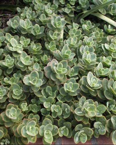 Perennial Farm Marketplace Sedum Sunsparkler® 'Lime Zinger' (Stonecrop) Groundcover, 1 Quart, Soft Pink Flowers