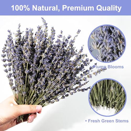 Lavanda seca 150 tallos, flores naturales moradas 7.2-8.2 pulg miniatura 3