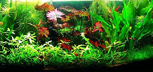 Aquatic Discounts Hornwort - Young, Healthy, Super Easy Live Aquarium Plant thumb #5