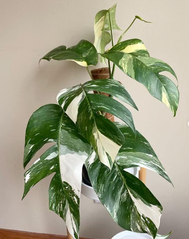 Shop-Spend-Repeat Epipremnum Pinnatum Albo Monstera One Small Live Plant 2  to 4 leaves : Amazon.in: Garden & Outdoors