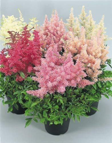 Seekay Astilbe Arendsii...