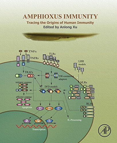 Amphioxus Immunity: Tracing the Origins of Human Immunity (English Edition)