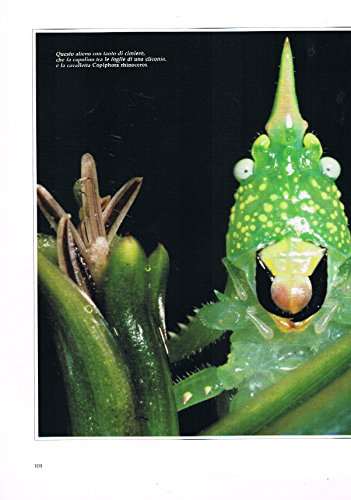 L'ELICONIA e i SUOI INQUILINI (estratto da