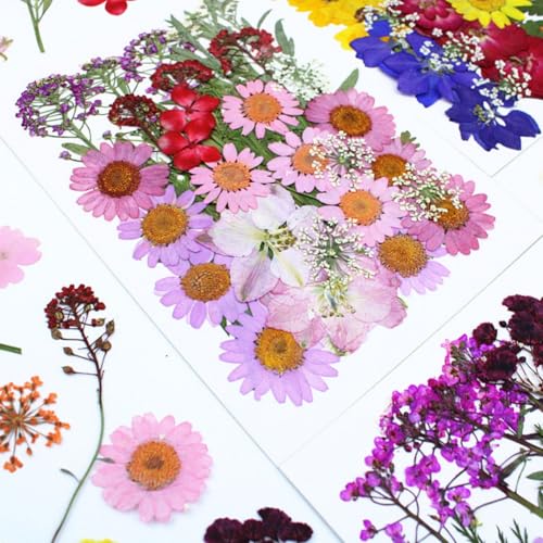 140 unidades flores prensadas naturales para manualidades miniatura 2