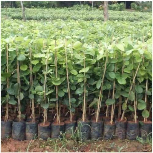 Image of RED CHANDAN PLANT /LAL SANDALWOOD OUTDOOR GARDEN LIVE ORGANIC HYBRID HEALTHY PLANT