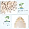 Pandahall 120-150pcs/box White Natural Spiral Shell Beads Sea Shells Beach Seashells Cowrie Shells Charms and Beads with Hole for DIY Craft Jewelry Making Accessories #1