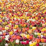 Historische Tulpenmischung 100 Stück Tulipa Blumenzwiebeln Tulpenzwiebeln Früh und Spätblüher aus alten Sorten